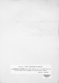 Phyllachora graminis image